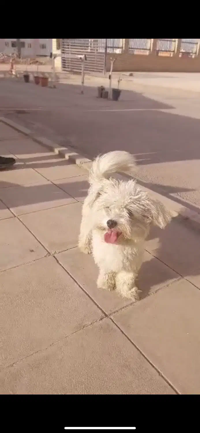 سگ سفید ۳ تومن|سگ|رباطکریم, رباطکریم|دیوار