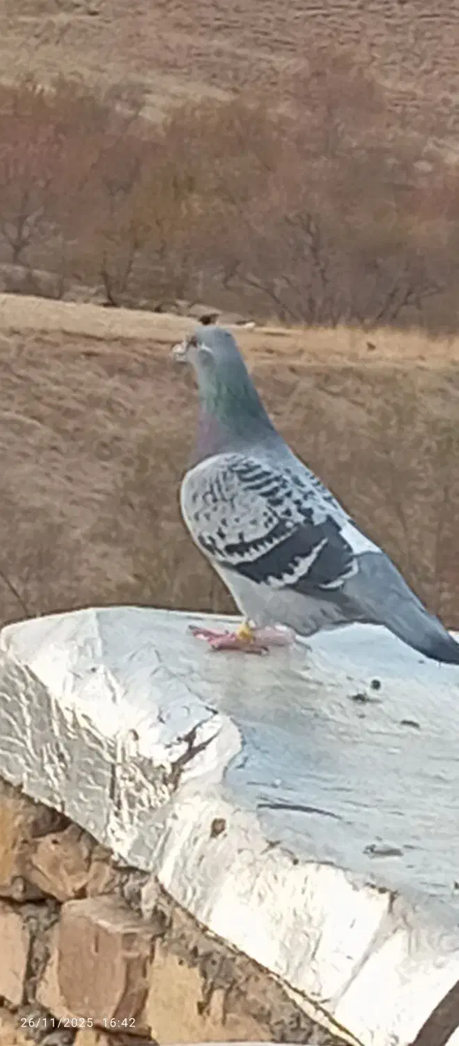 یک عدد کبوتر نر مسافتی|پرنده|نالوس, |دیوار