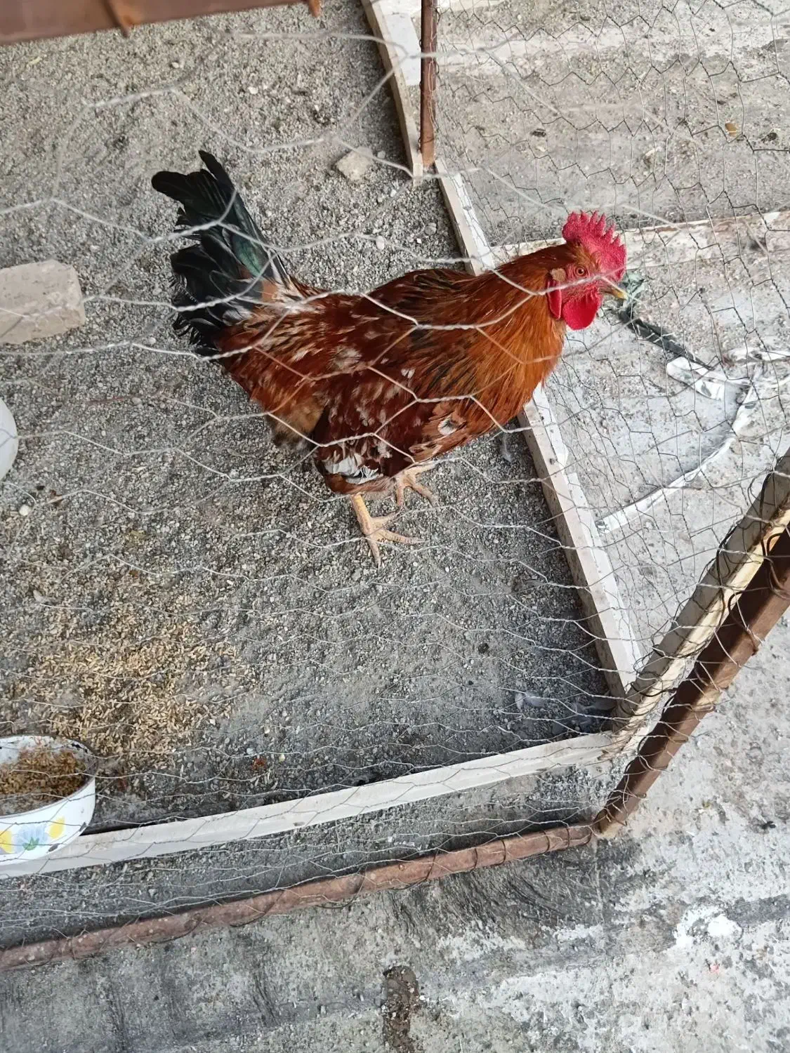 خروس جوان|حیوانات مزرعه|محمدشهر, جعفرآباد|دیوار