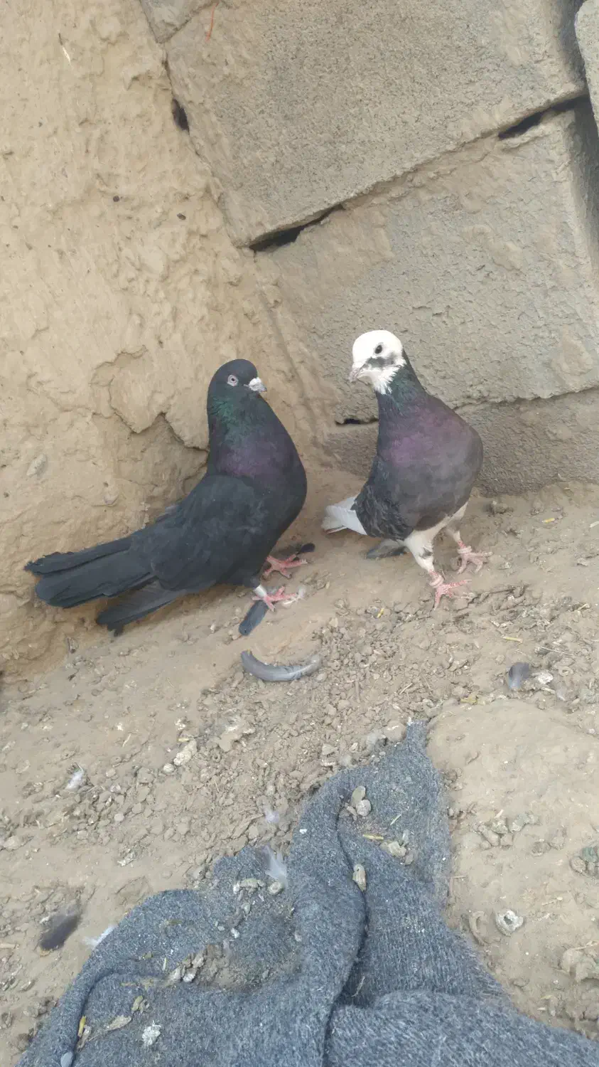 کبوتر پرشی|پرنده|هیرمند, |دیوار