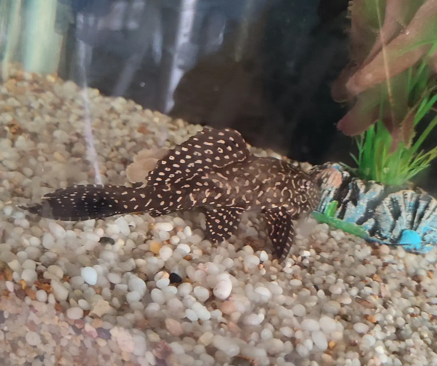 ماهی کت فیش|ماهی|اصفهان, خواجه عمید|دیوار