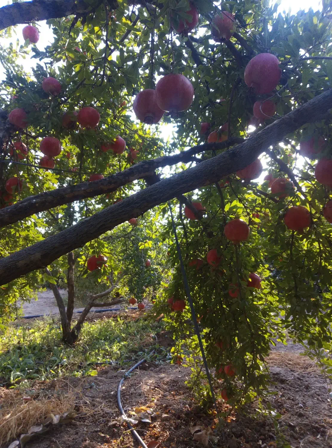 فزوش انار|خوردنی و آشامیدنی|شیراز, اکبر آباد|دیوار