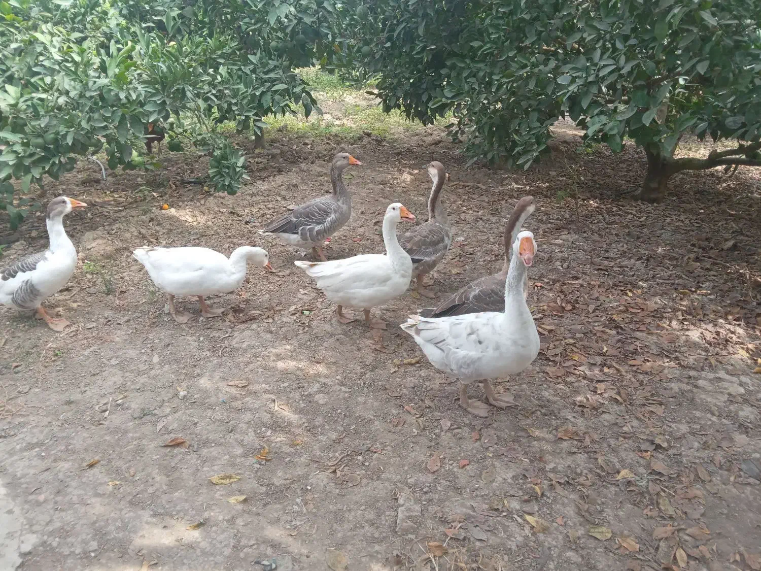 فروش ۷ عدد غاز ‌وقوغاز|حیوانات مزرعه|طبقده, |دیوار