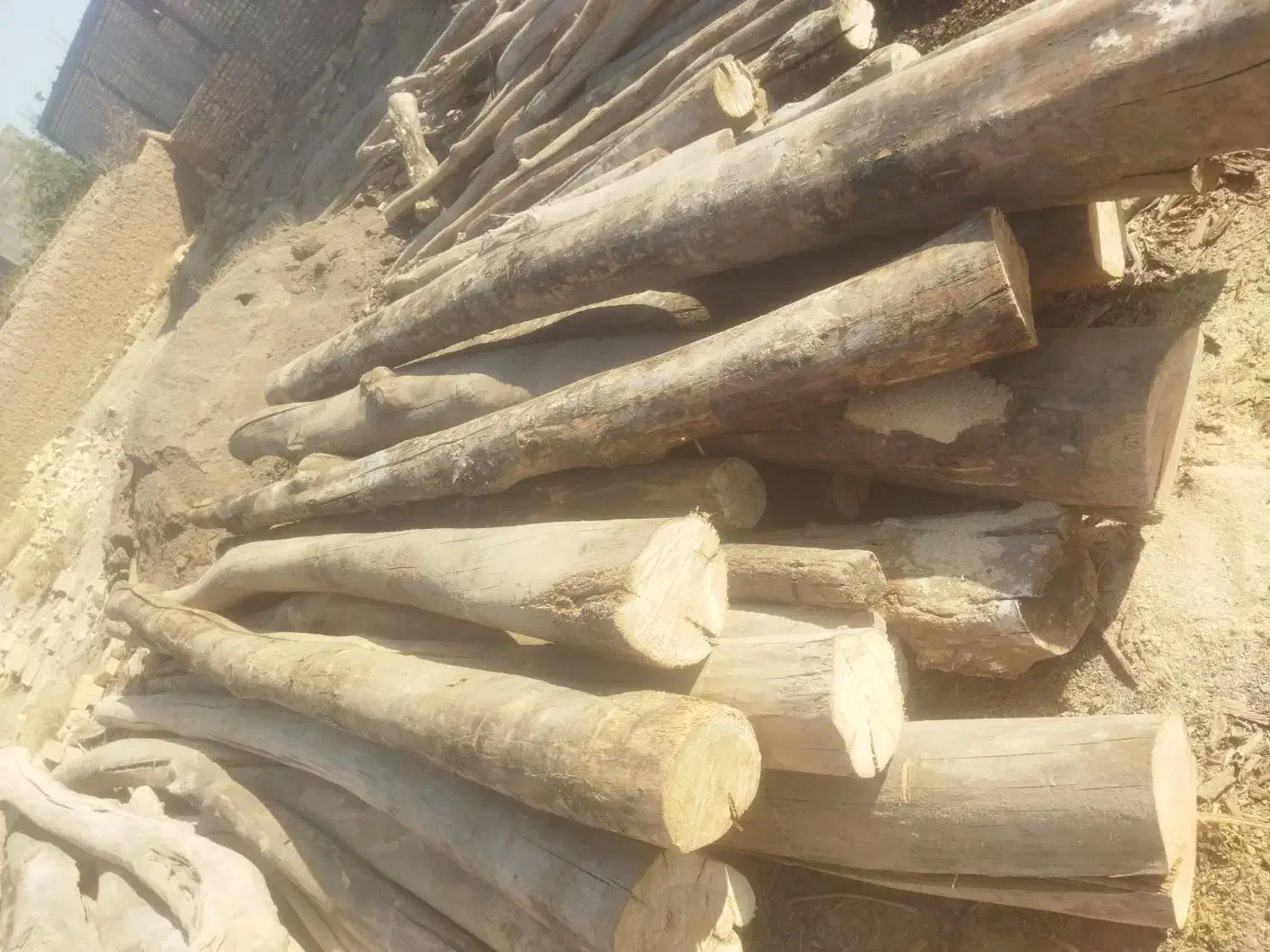 خریدچوب‌ودرخت|خدمات باغبانی و درختکاری|کاشان, راوند|دیوار