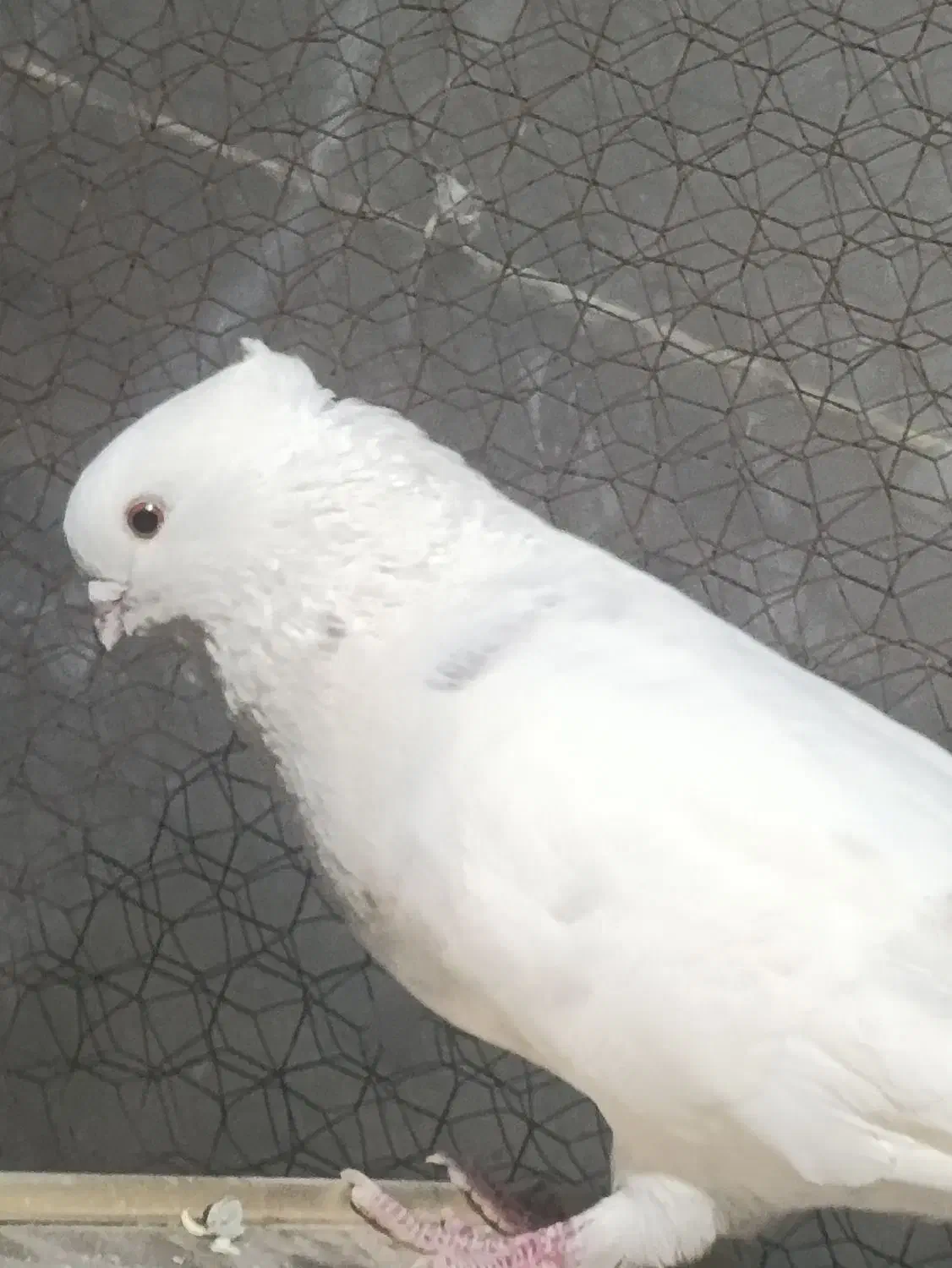 کبوتر|پرنده|سمنان, |دیوار