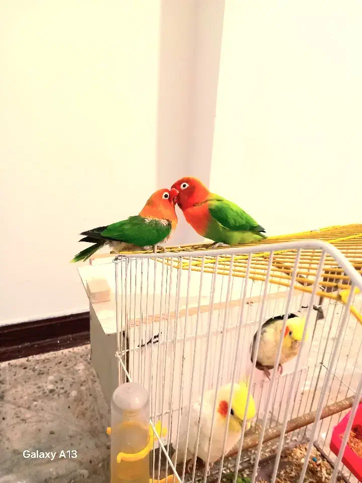 یک جفت طوطی برزیلی نر و ماده|پرنده|بندر ماهشهر, |دیوار