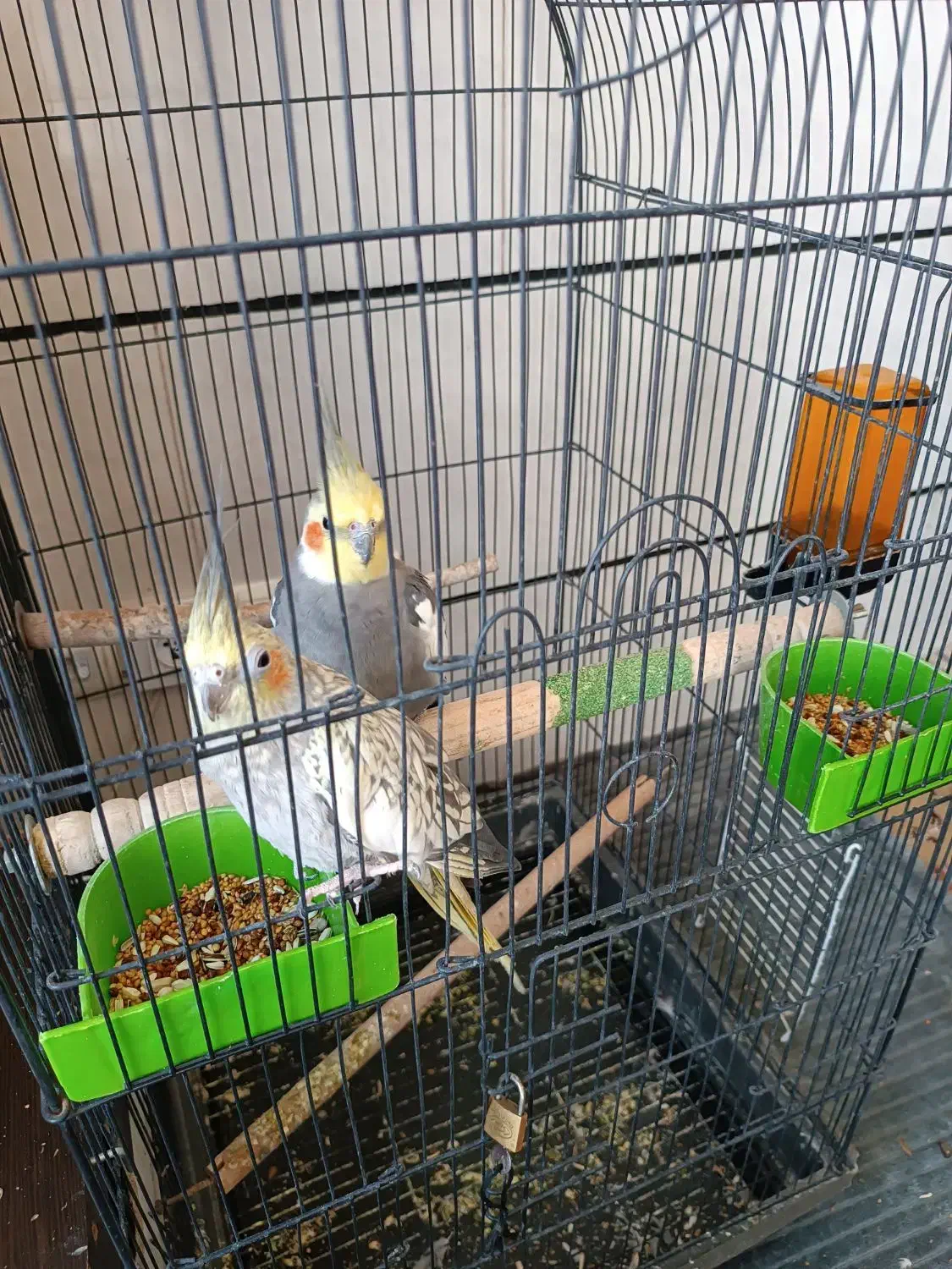 عروس هلندی|پرنده|شیراز, شهرک مهرگان|دیوار