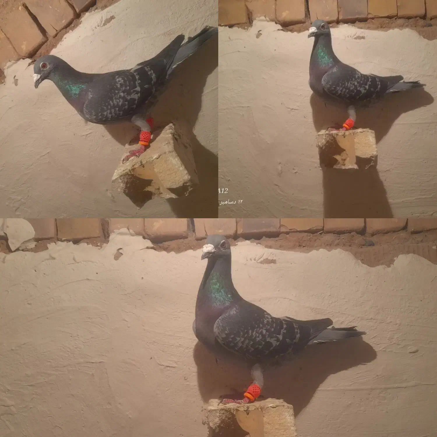 کفتر پولکی سرخ زرد|پرنده|تربت‌حیدریه, چهارراه خواف|دیوار