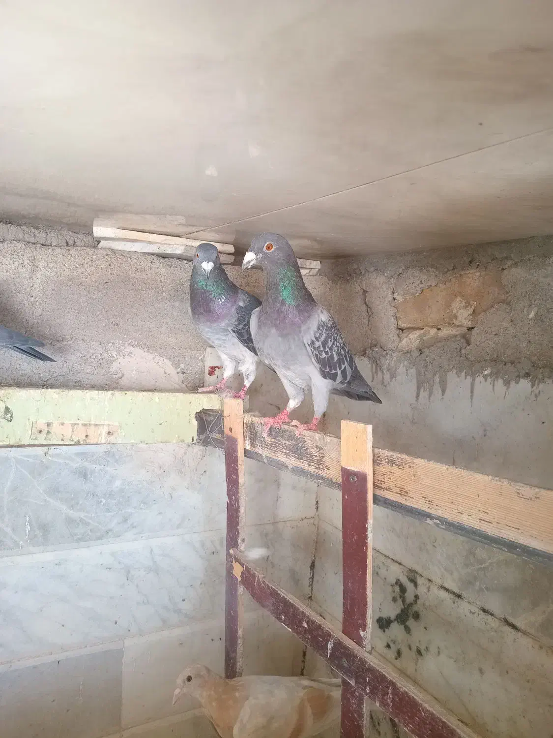 کبوتر|پرنده|تربت‌حیدریه, بازار|دیوار