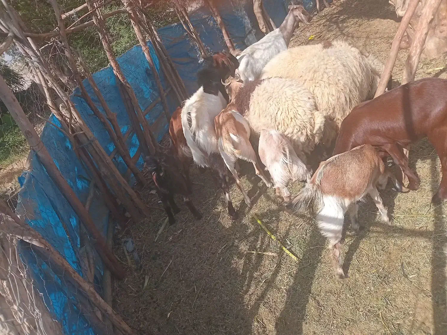 18/000/000|حیوانات مزرعه|فاریاب, |دیوار