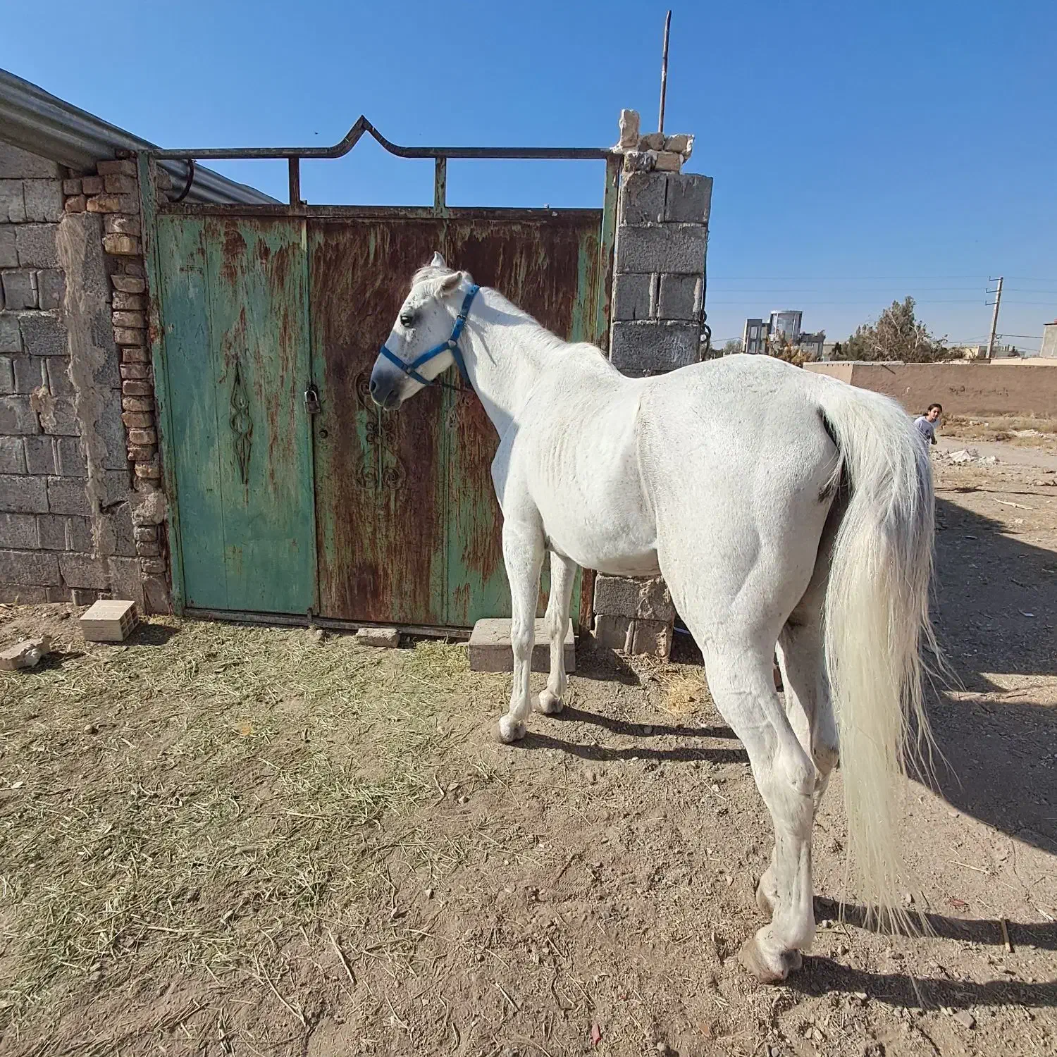 اسب|اسب و تجهیزات اسب‌سواری|هشتگرد, مدرس|دیوار