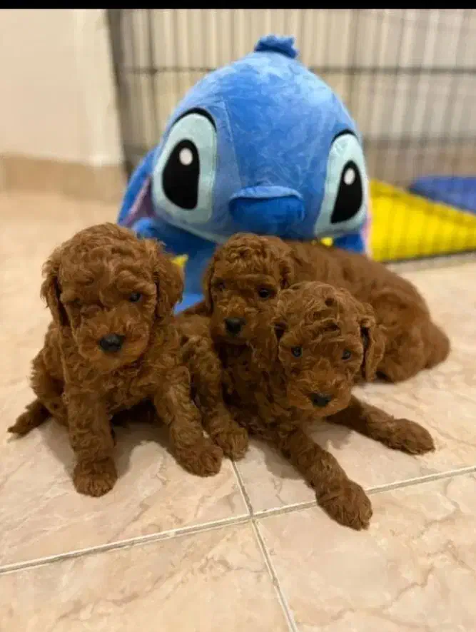 توی پودل و تاینی پودل دوماهه|سگ|تهران, وردآورد|دیوار