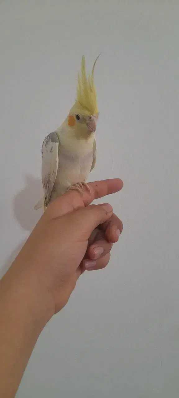 عروس هلندی|پرنده|قم, ولیعصر|دیوار