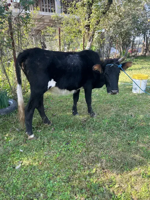 گاو گوساله نر|حیوانات مزرعه|رضوانشهر, |دیوار