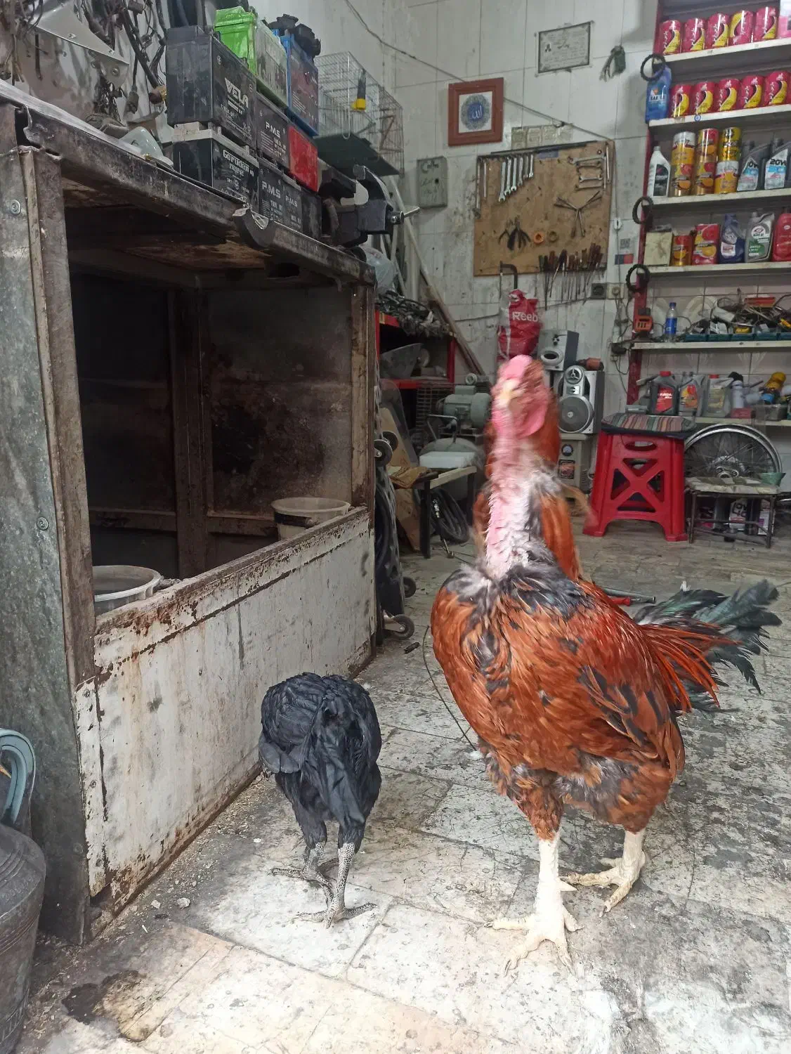 خروس لاری|حیوانات مزرعه|تهران, شهرک ولیعصر جنوبی|دیوار