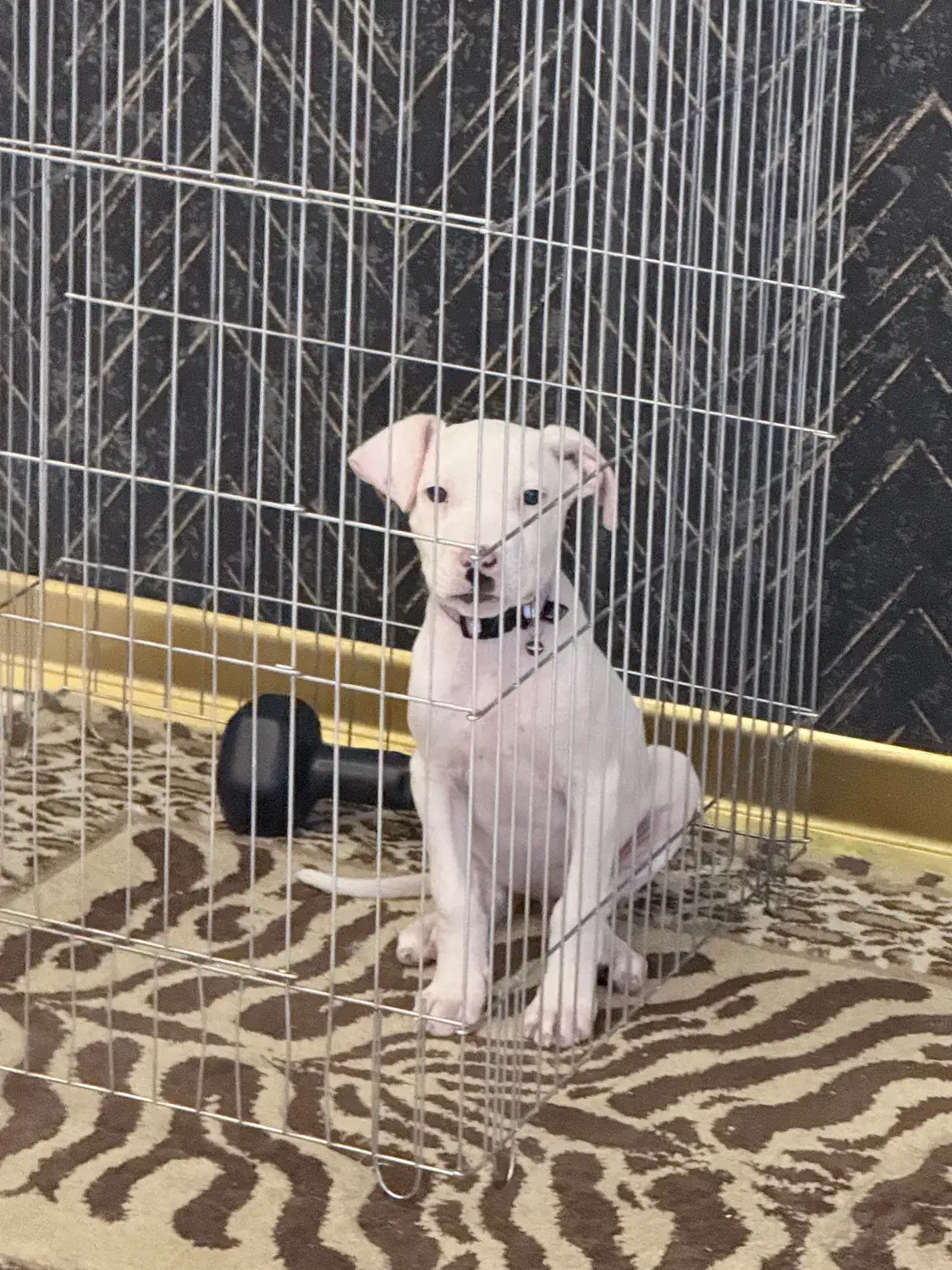 پیتبول ماده ۳ ماه سالم و سرحال|سگ|شاهین‌شهر, خانه کارگر|دیوار