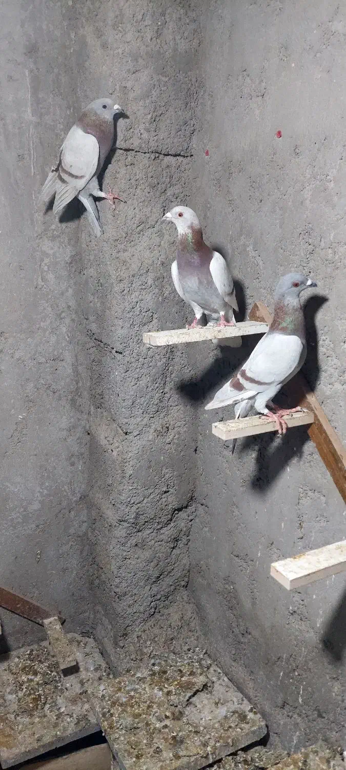 کبوتر پوس پیازی|پرنده|شیراز, میرزاکوچک خان|دیوار