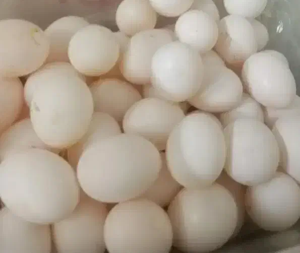 تخم کفتر|حیوانات مزرعه|تهران, شهرک رضویه|دیوار