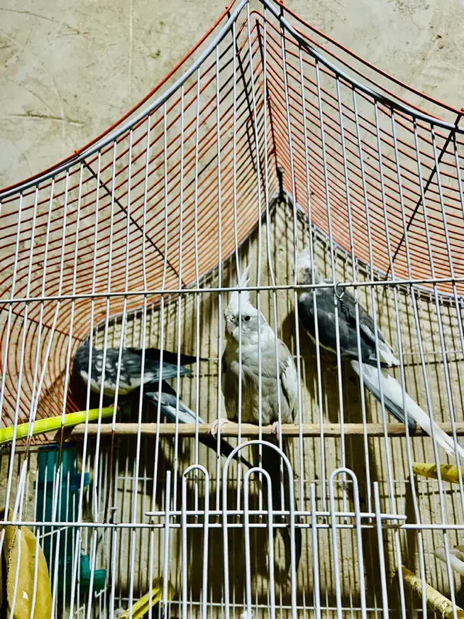 عروس هلندی یک جفت وات فیس سالم اماده تخم گذاری|پرنده|زاهدان, |دیوار