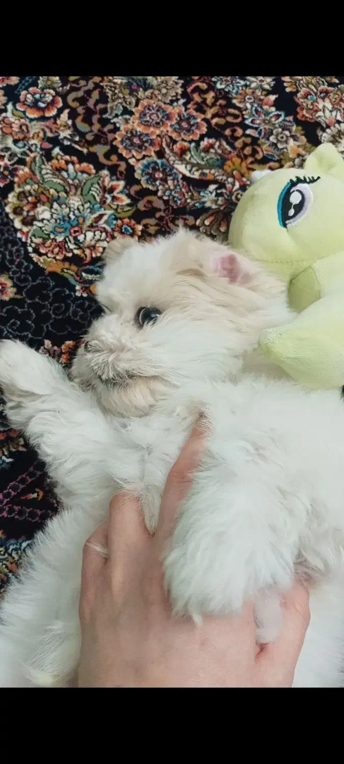 ...|سگ|تهران, نعمتآباد|دیوار