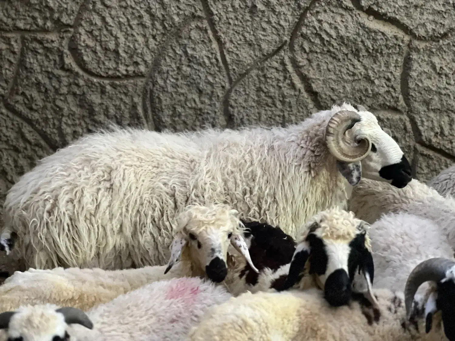 بره نر و ماده|حیوانات مزرعه|سیرجان, |دیوار