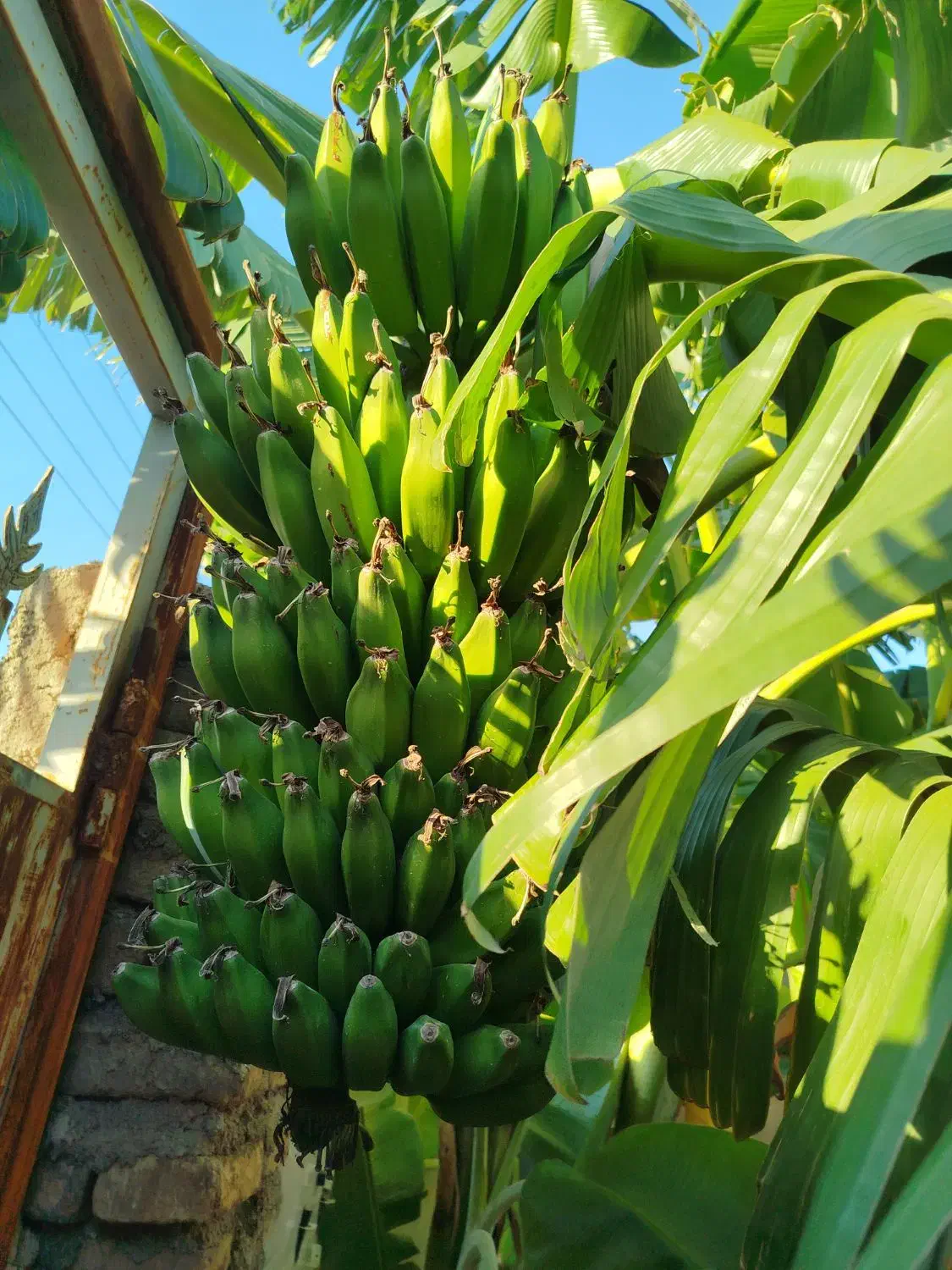 نهال موز خارجی|گل و گیاه طبیعی|فاضل آباد, |دیوار