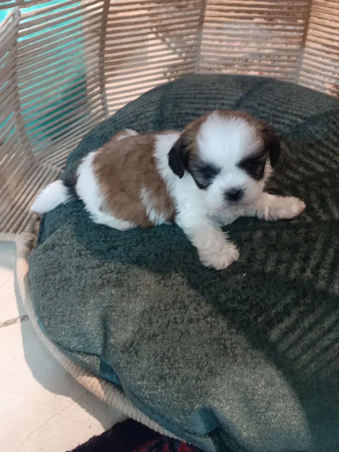 سگ خوشگل|سگ|پاکدشت, شهرک امام رضا|دیوار