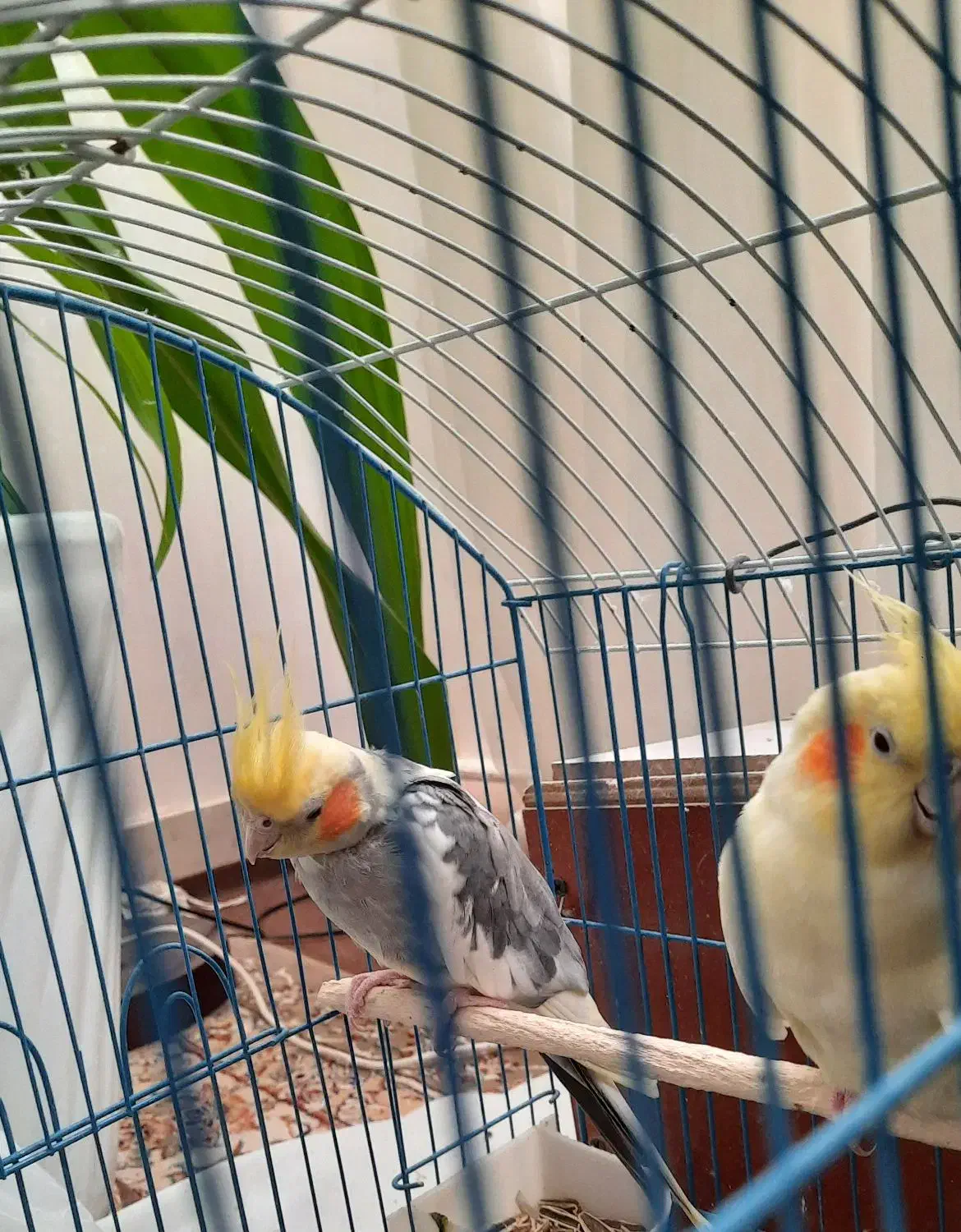 فروش یک جفت عروس هلندی دستی نر و ماده|پرنده|شیراز, شهرک جماران|دیوار