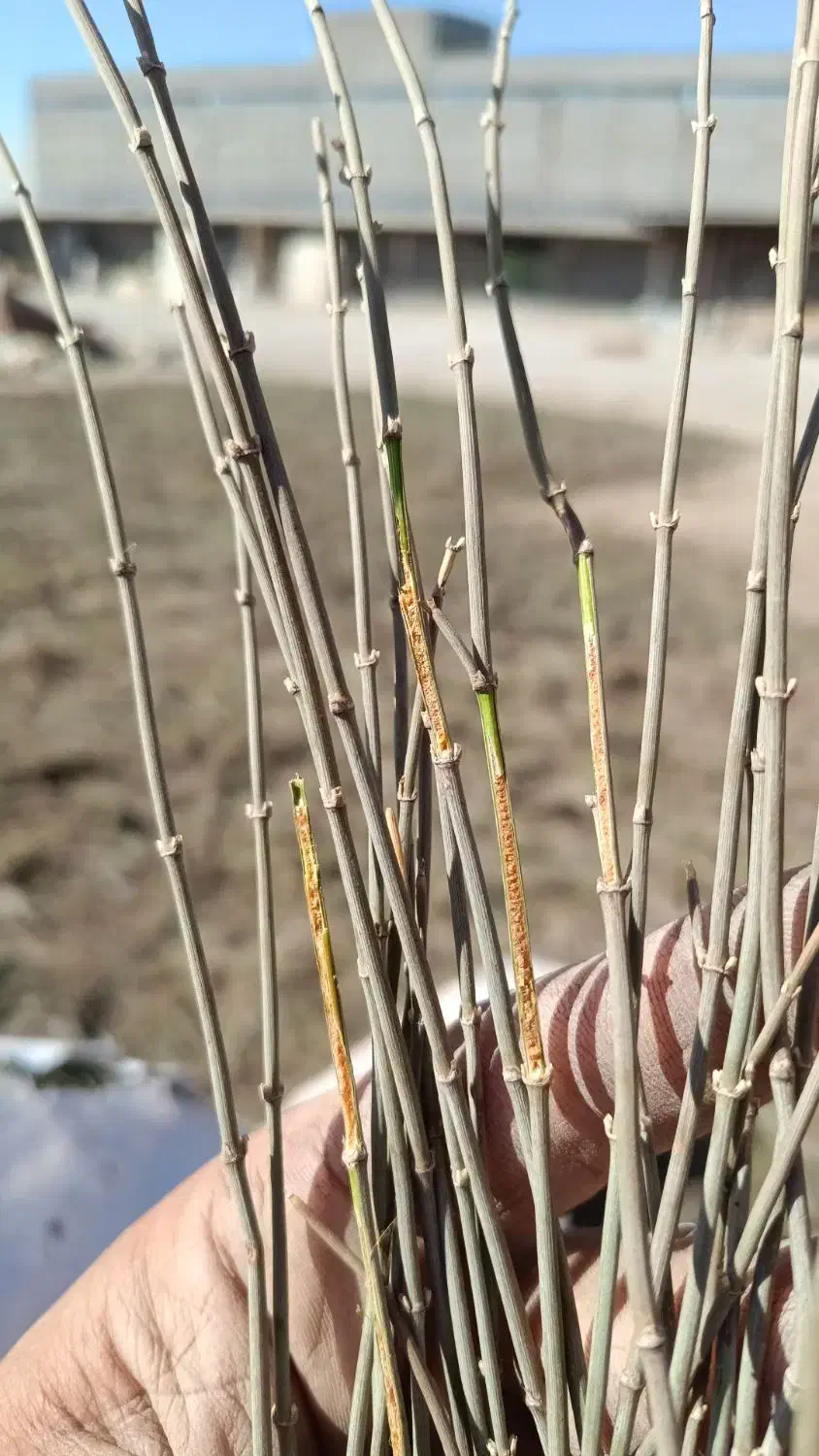 گیاه افدرا|گل و گیاه طبیعی|مشهد, مهدی آباد|دیوار