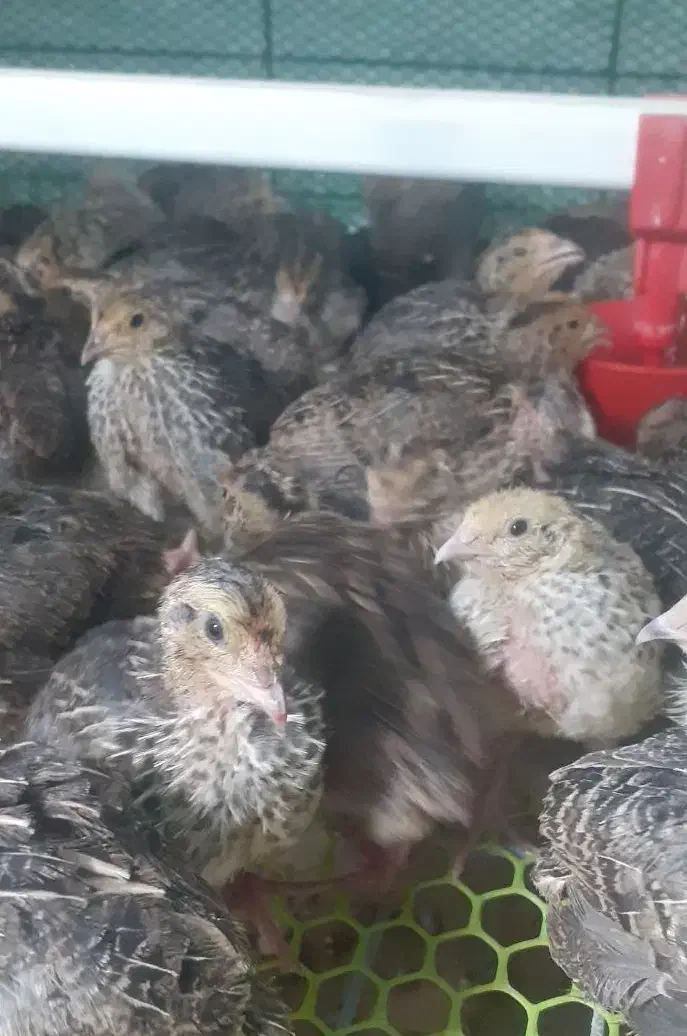 جوجه بلدرچین ۱۵ روزه|حیوانات مزرعه|رشت, بازار|دیوار