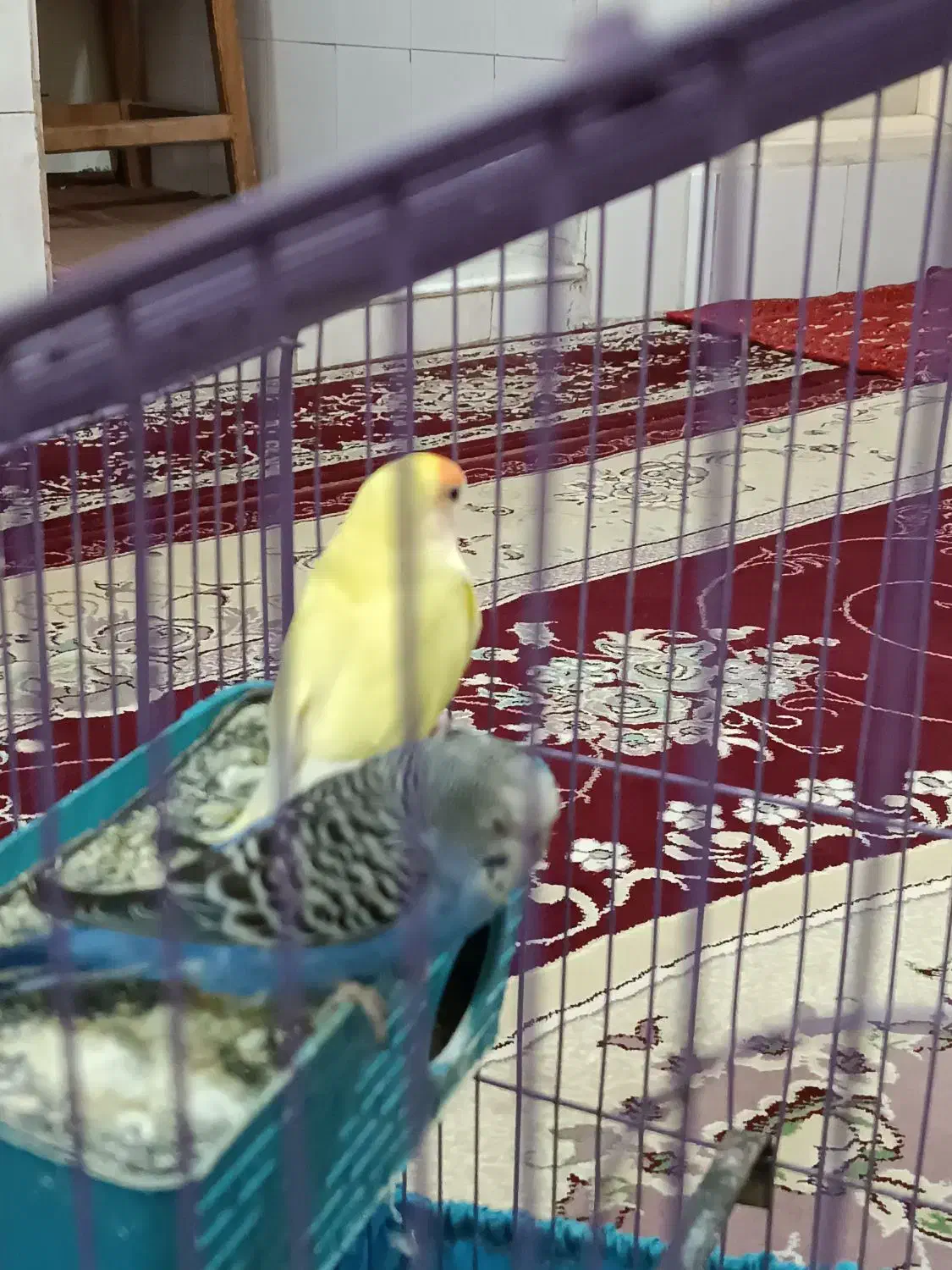 مرغ عشق|پرنده|سبزوار, فقیه سبزواری|دیوار