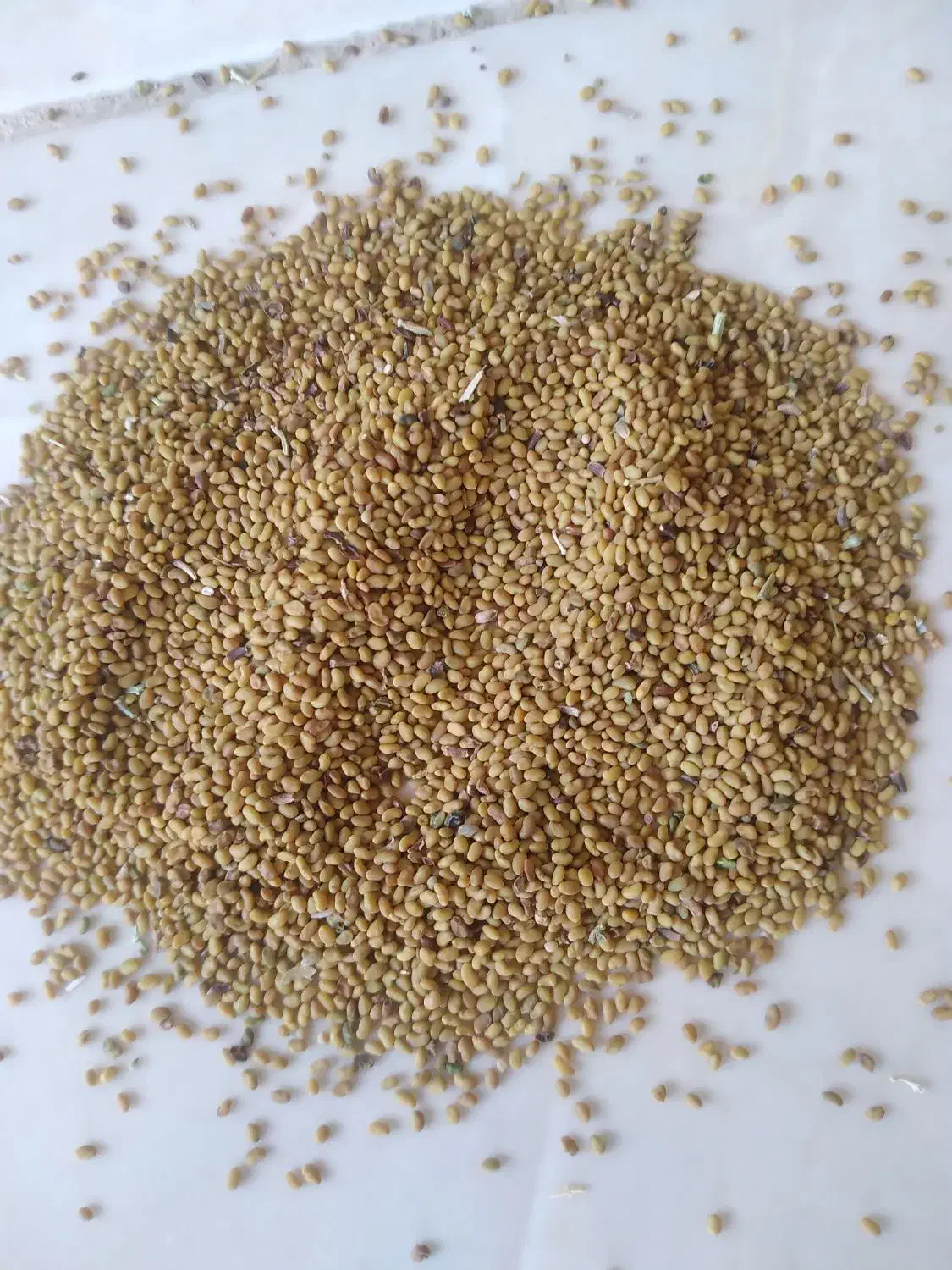 فروش بذر تضمینی|خدمات باغبانی و درختکاری|شیراز, قصرالدشت|دیوار