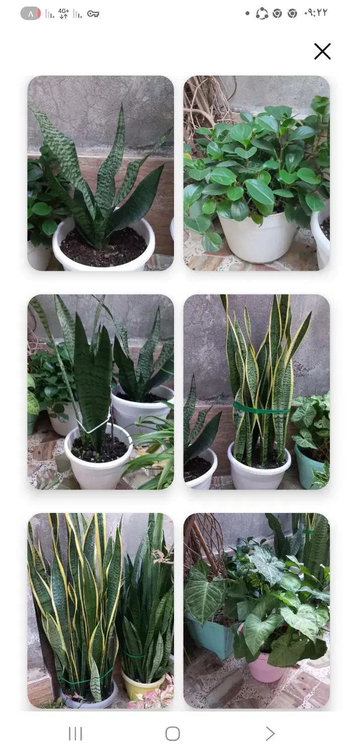 فروش کلی گلها|گل و گیاه طبیعی|رشت, پیرکلاچای|دیوار