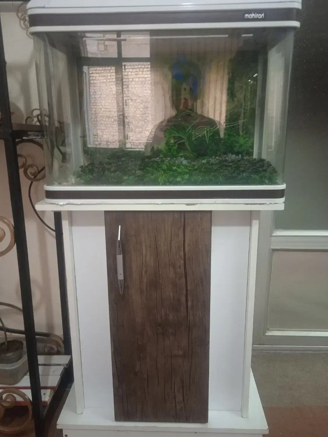 آکواریوم مای هیرا سالم|ماهی|ابریشم, |دیوار