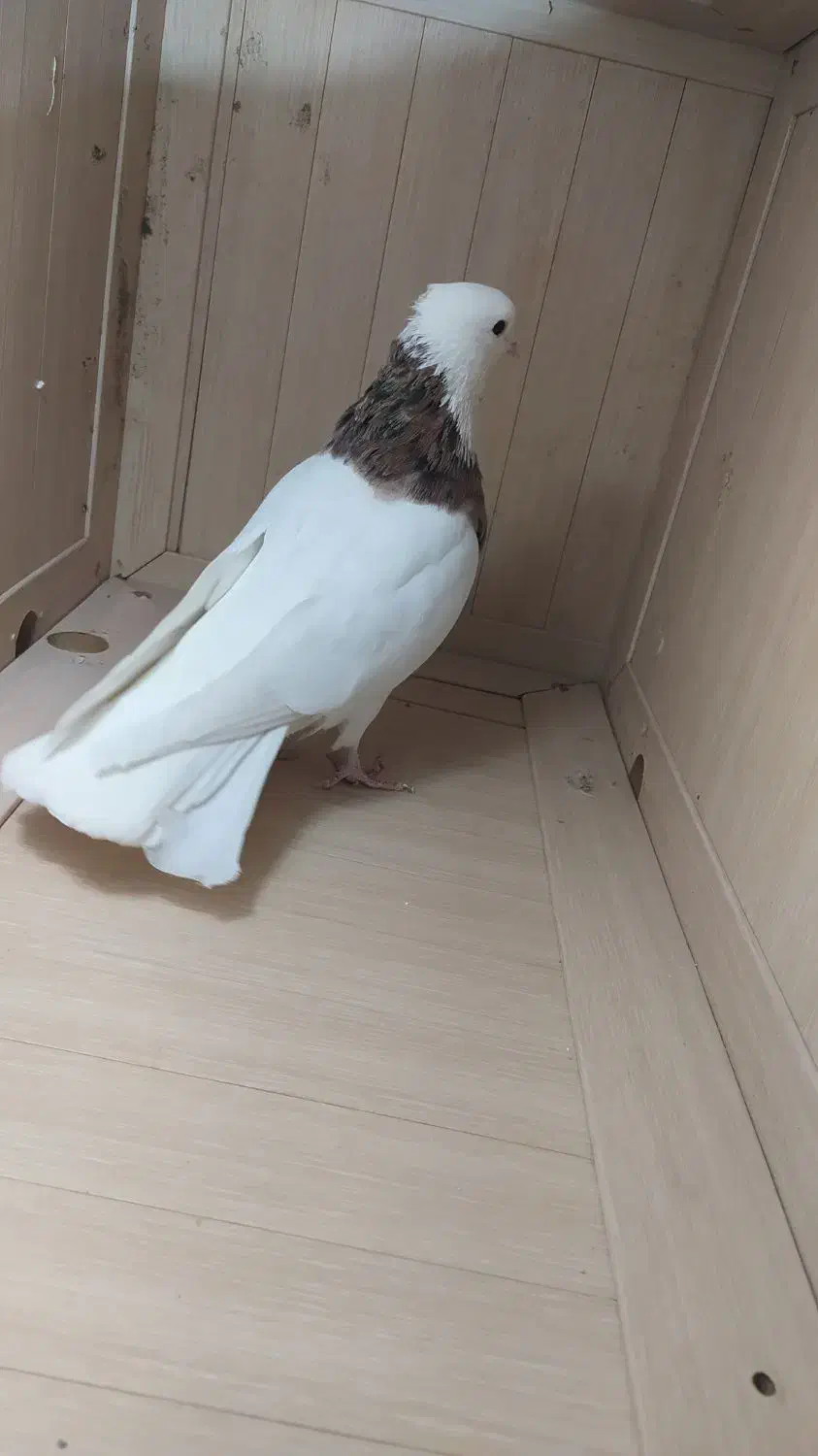 طوقی|پرنده|ایوان, |دیوار