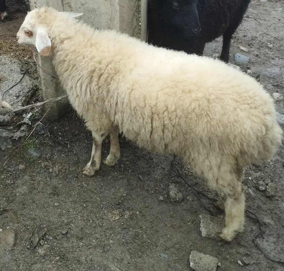 دو بره ماده تالشی|حیوانات مزرعه|شاندرمن, |دیوار