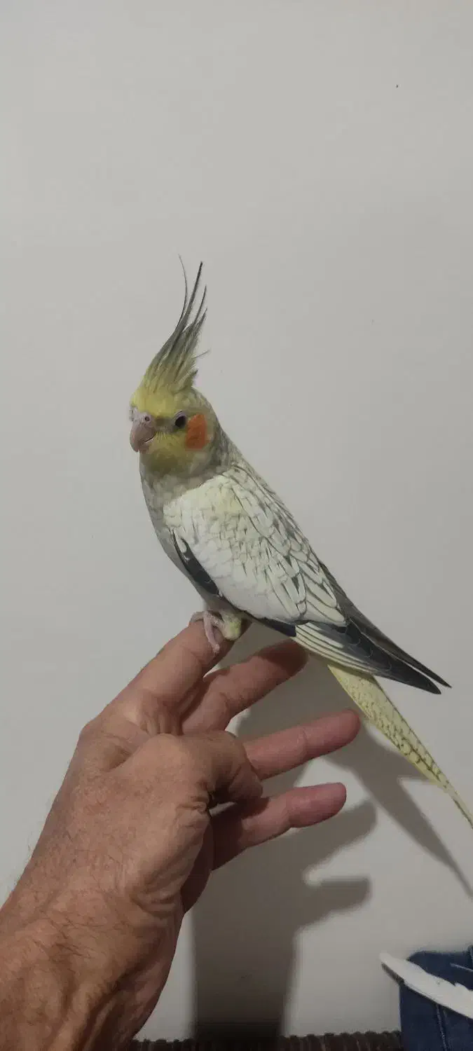 سلام جوجه دوماهه کاملاً دونخور سالم و سرحال|پرنده|تهران, جوادیه تهرانپارس|دیوار