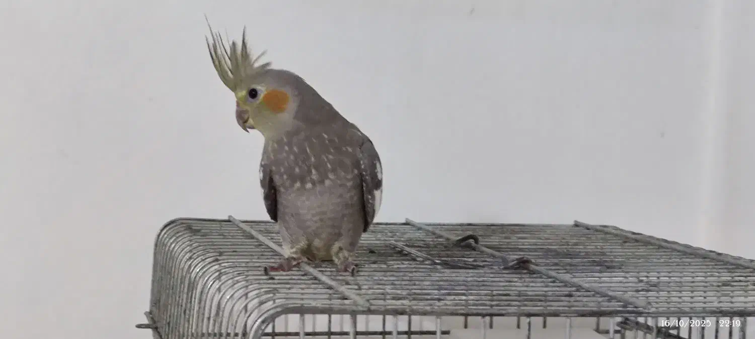 عروس هلندی نر|پرنده|چالوس, |دیوار