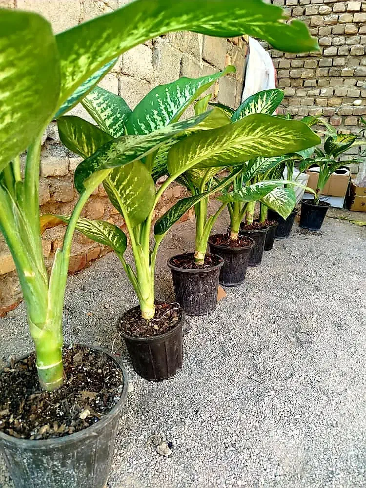 انواع گل و خاک کود گلخانه گلها|گل و گیاه طبیعی|زابل, |دیوار