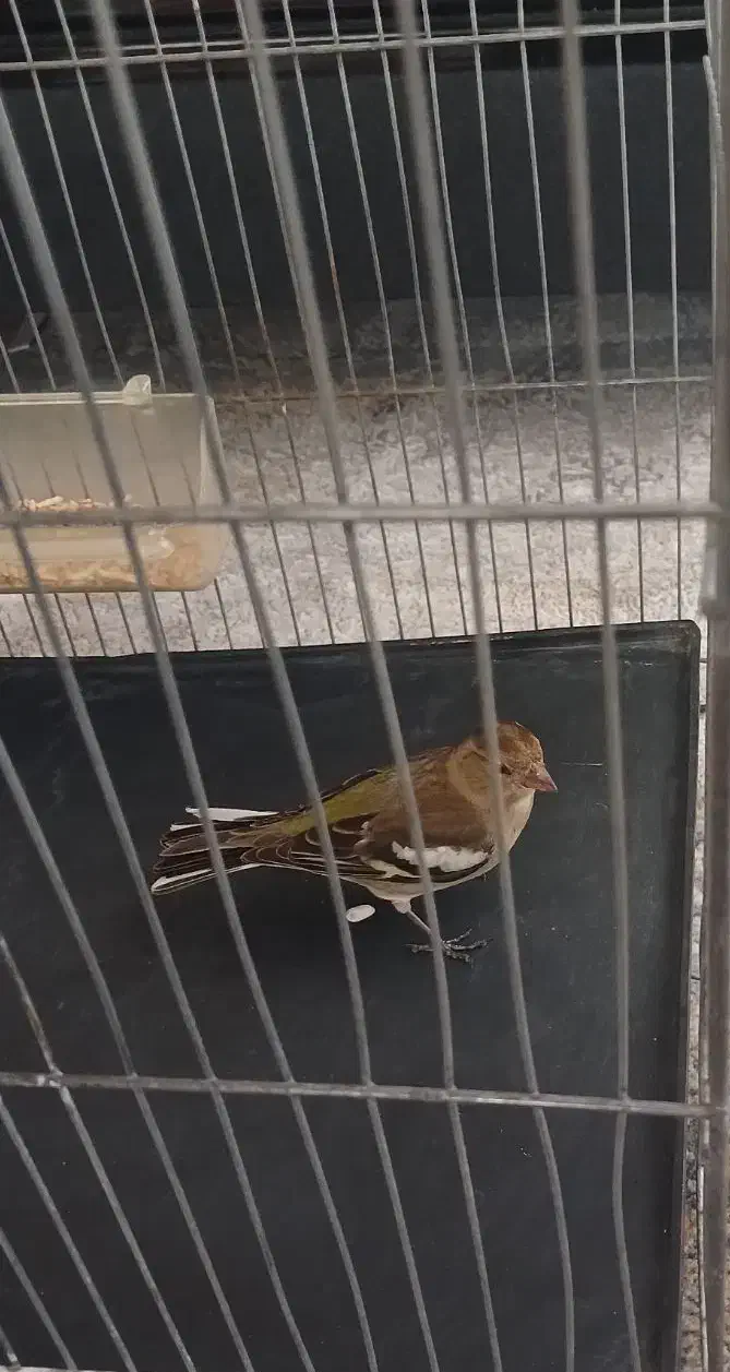 سیره|پرنده|جوانرود, |دیوار