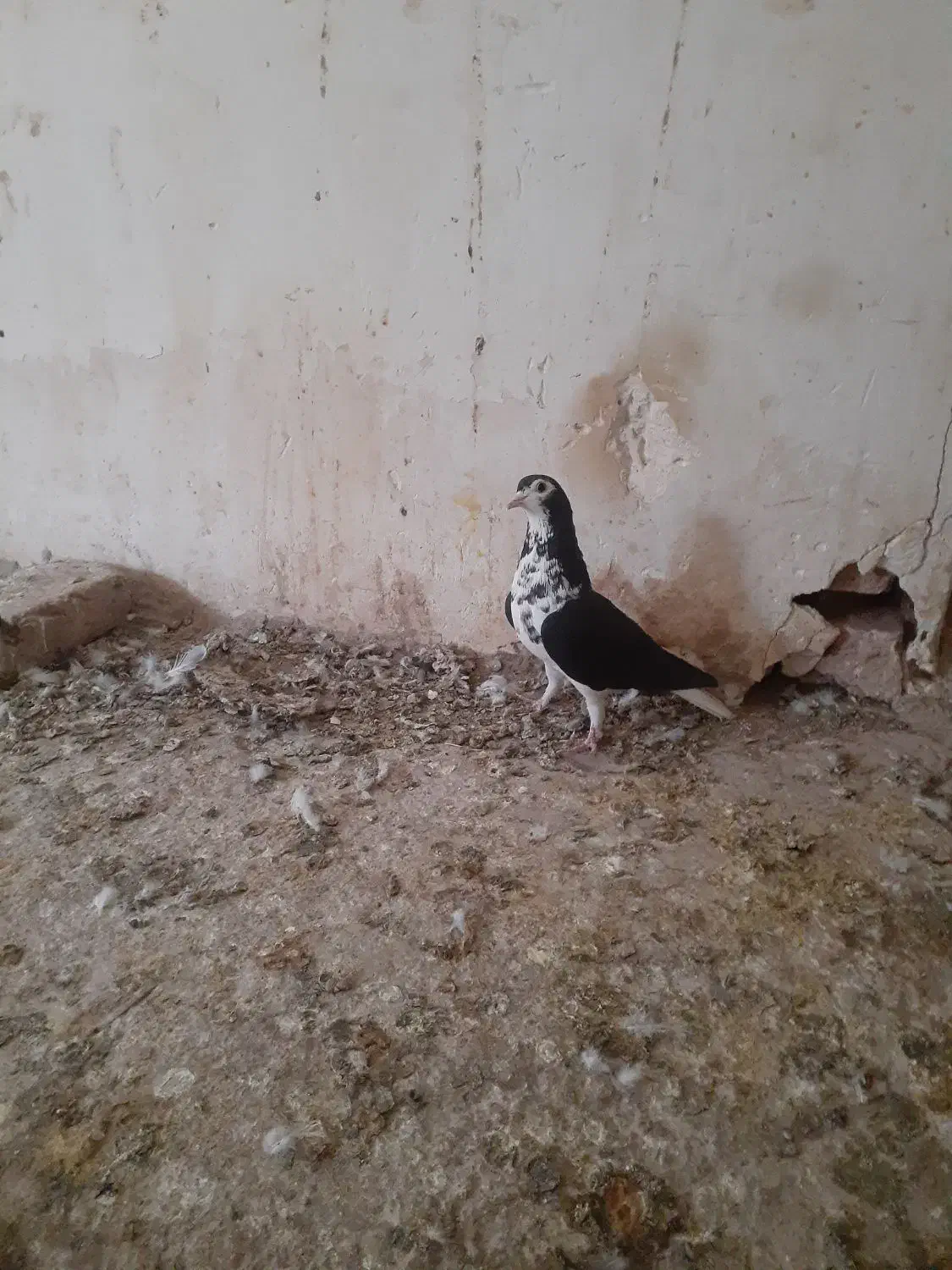 کفتر بوم|پرنده|تربت جام, المهدی|دیوار