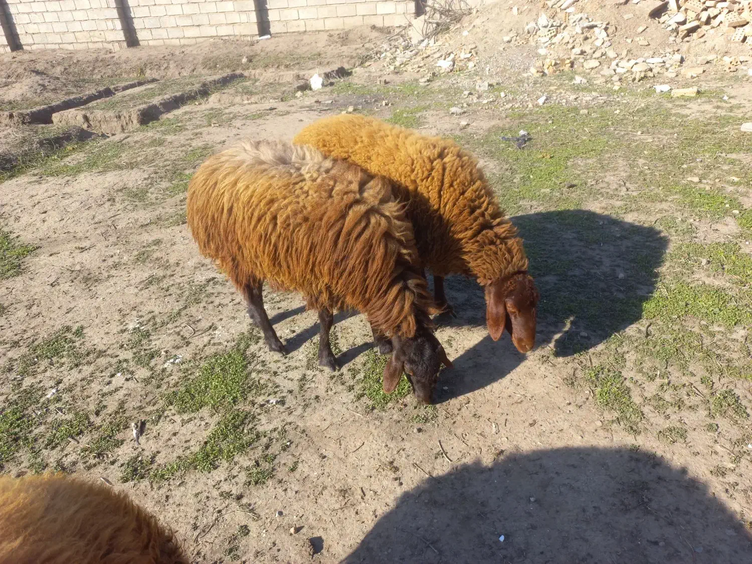 گوسفند چاق|حیوانات مزرعه|فاضل آباد, |دیوار