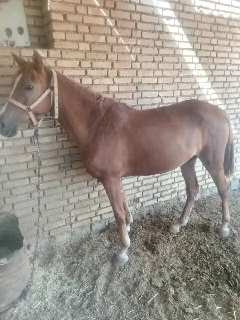 اسب|اسب و تجهیزات اسب‌سواری|حمیدیه, |دیوار