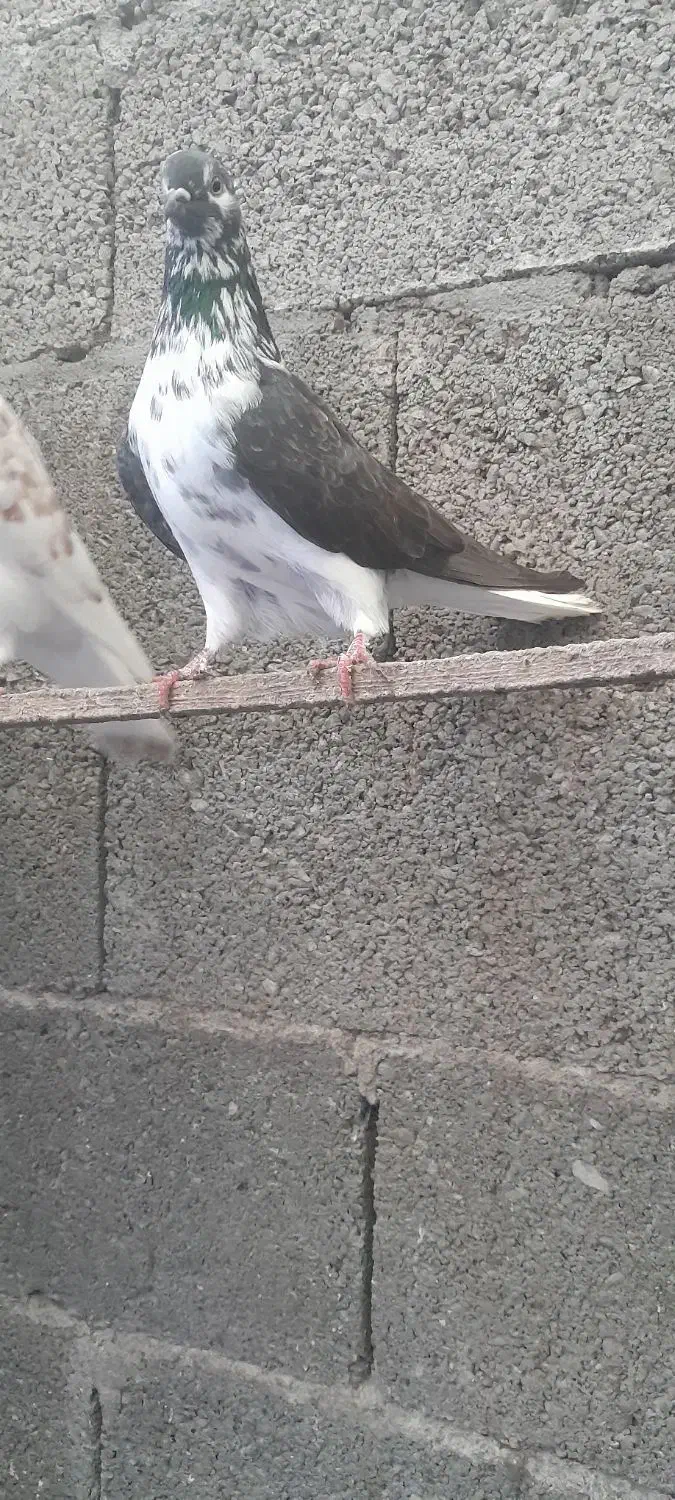 ۵عدد کبوتر پرشی خوب|پرنده|بندر انزلی, بشمن|دیوار