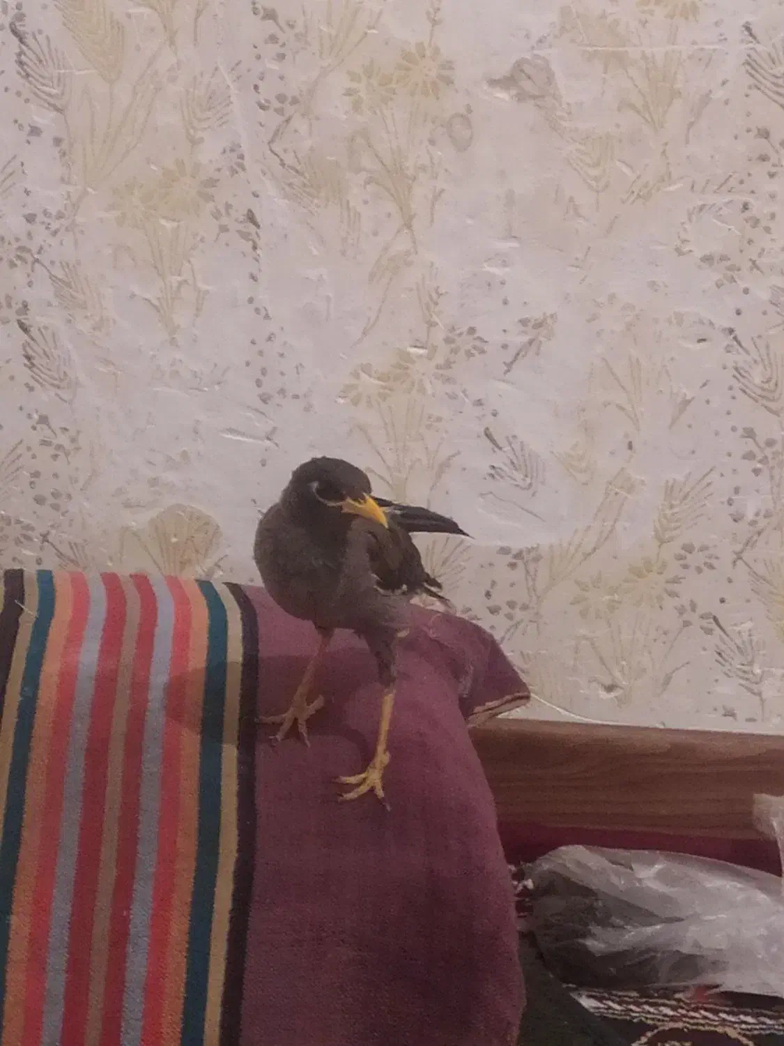 مرغ مینا جوجه ۴ماهه|پرنده|کرمان, |دیوار