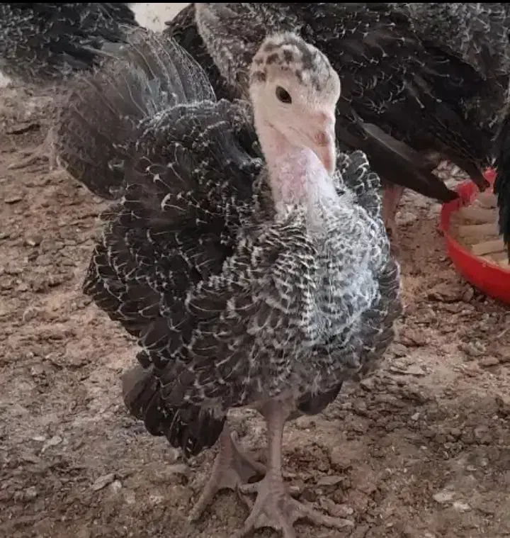 جوجه بوقلمون برنز|حیوانات مزرعه|گرگان, |دیوار