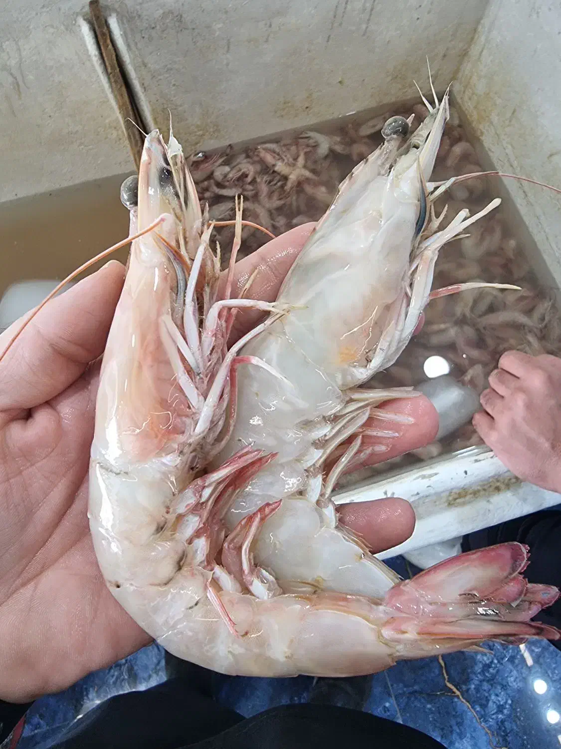 ماهی و میگو تازه صید روز بوشهر|خوردنی و آشامیدنی|تهران, دانشگاه شریف|دیوار