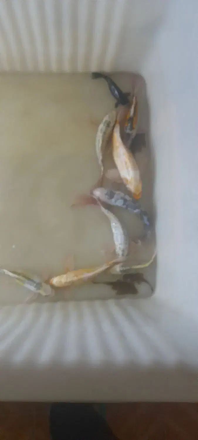 ماهی کوی باله بلند|ماهی|یزد, |دیوار