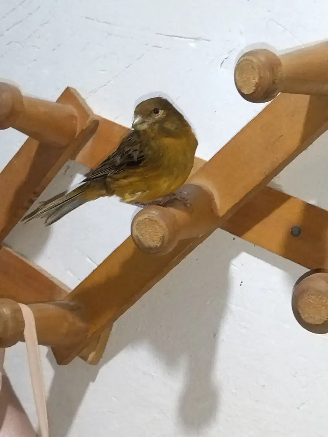 قناری دستی|پرنده|برازجان, |دیوار