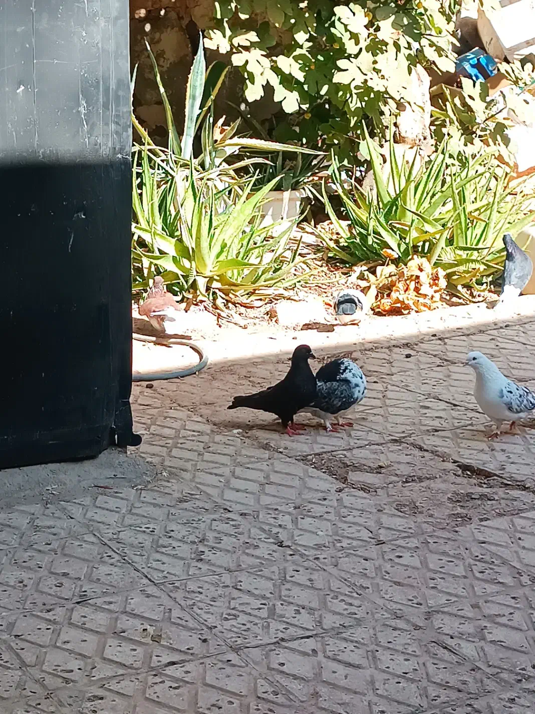 کبوتر پرشی و تزئینی|پرنده|گرمسار, |دیوار